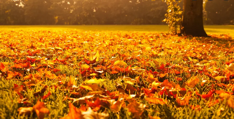 Tuin in het najaar — ideaal moment voor graszoden leggen