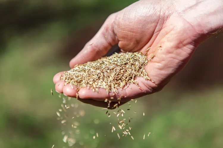Graszaad strooien in de tuin