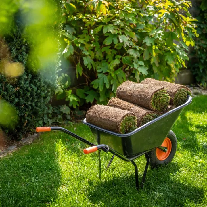 Kruiwagen met verse graszoden klaar voor aanleg